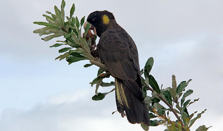 Black Cockatoo Cottages Янки Экстерьер фото